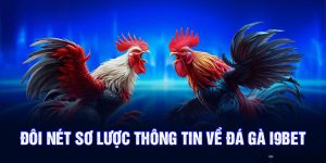 Đá Gà I9BET - Trải Nghiệm Thực Tế Như Đang Ở Sân Đấu