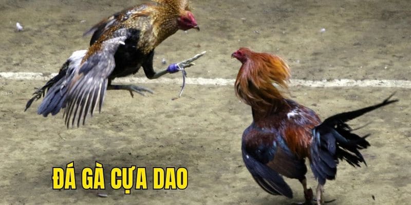 Đá gà cựa dao i9BET cung cấp mức trả thưởng lớn cho tất cả thành viên