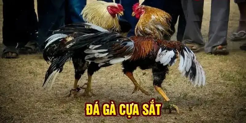 Đá Gà Cựa Sắt - Theo Dõi Trực Tiếp Những Trận Chiến Nảy Lửa